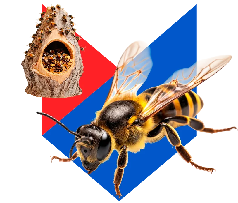Оса